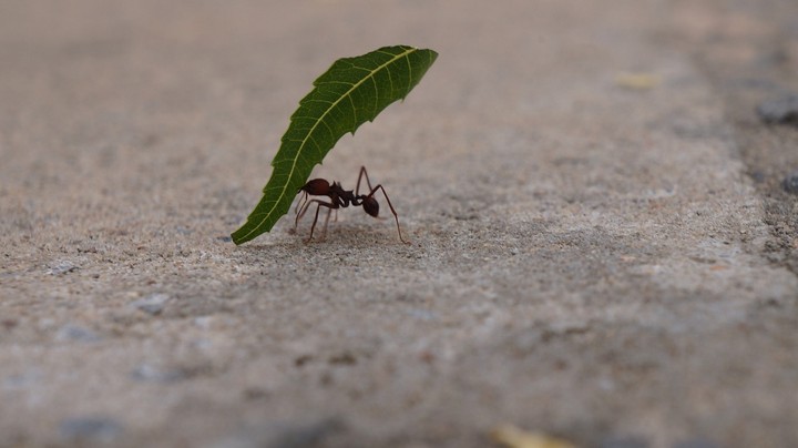 муравей несет лист