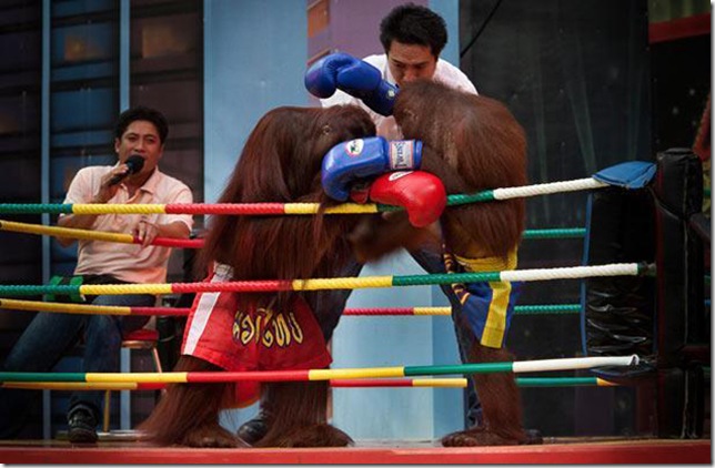 Orangutans-met-in-the-ring-Bangkok-11