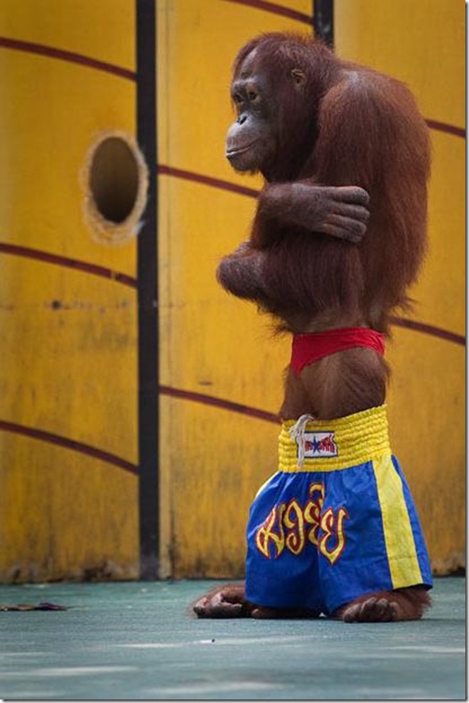 Orangutans-met-in-the-ring-Bangkok-6