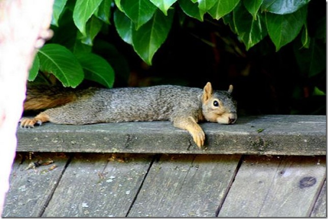 lazy-squirrel14