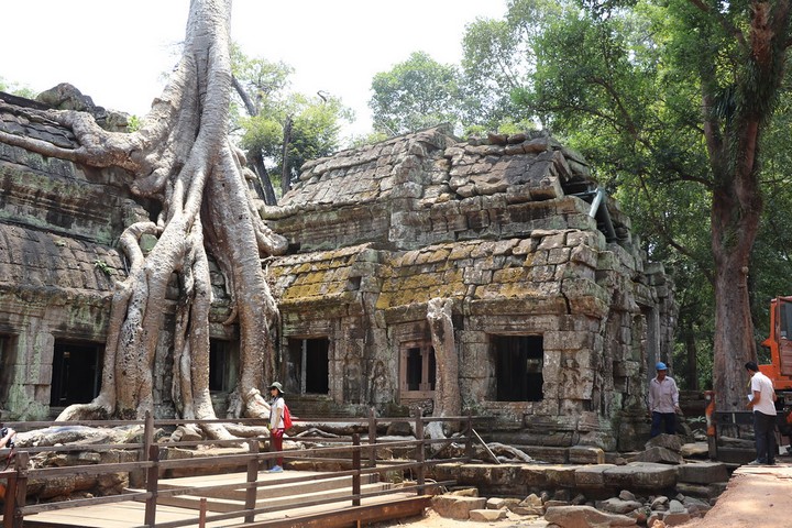 хлопковые деревья камбоджи