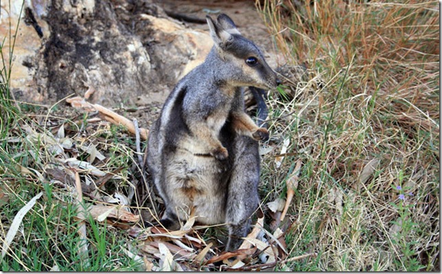 black-footed-rock-wallaby-006