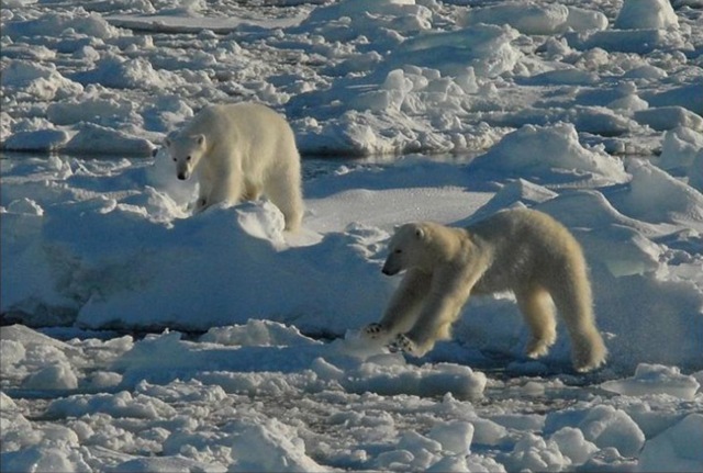 Polar Bears2