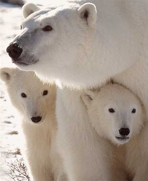 Polar Bears)