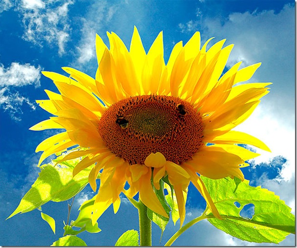 Цветок-Солнце