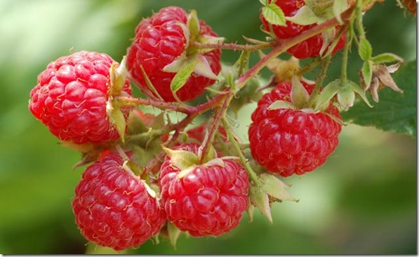 raspberries-1-big