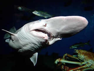глубоководная акула