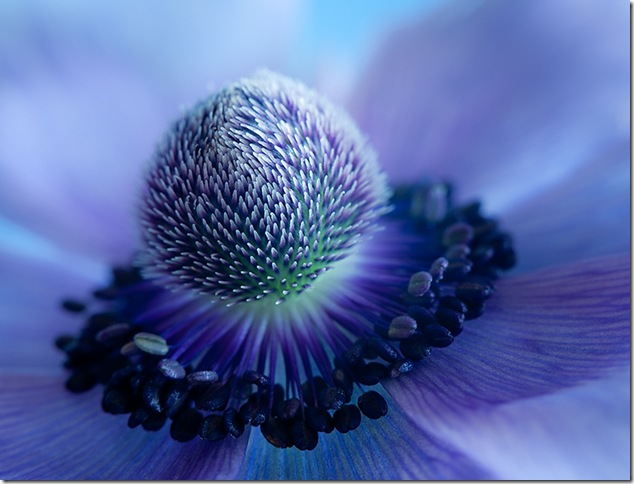 Close-up of blue anemone (wind flower)