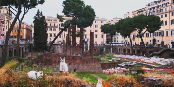 коты среди римских руин