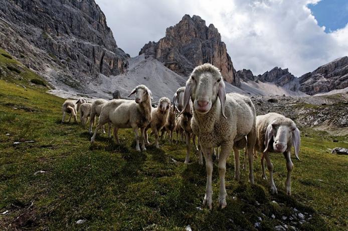 Овцы на горных пастбищах Доломитов