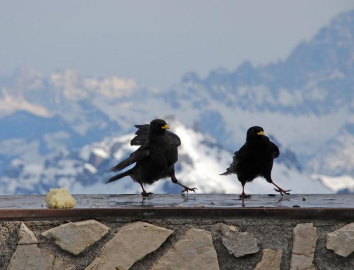 Птицы в Доломитовых Альпах