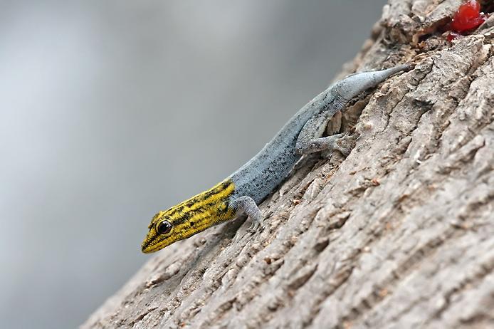 Желтоголовый геккон