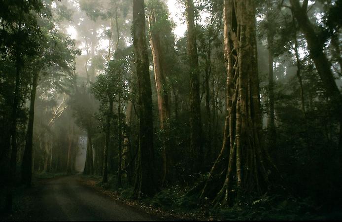 Дождевые леса Австралии