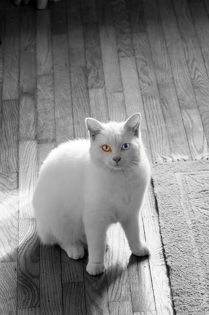 голубые глаза котят