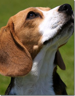 Самые непослушные породы собак Beagle_big1