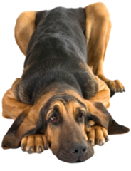 Самые непослушные породы собак bloodhound