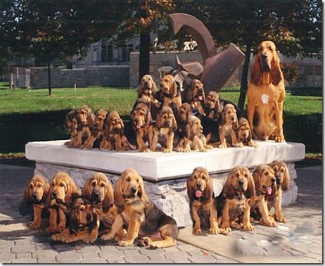 Самые непослушные породы собак bloodhound_big3