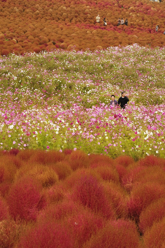 цветы парка Хитачи