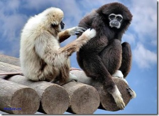 10 самых умных животных normal_Primates_Social_systems