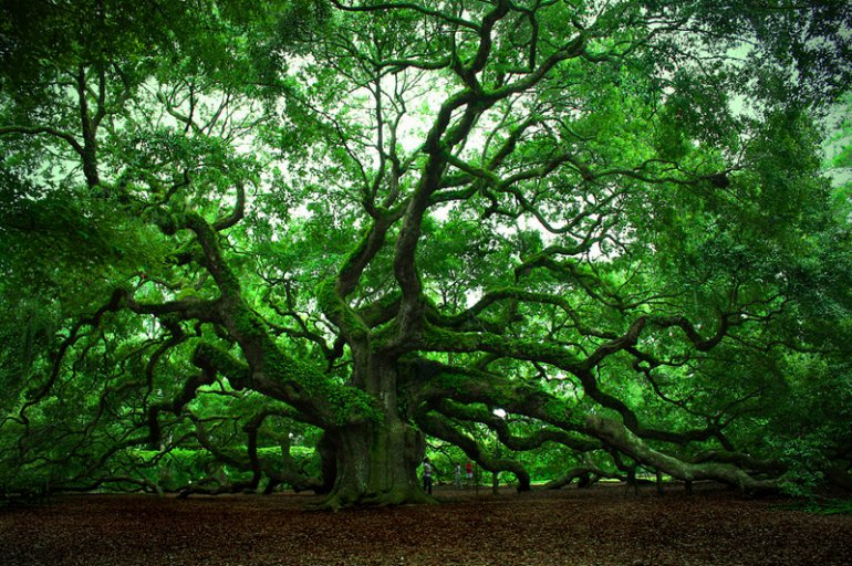 Удивительные деревья нашей планеты