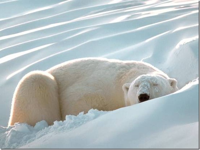 sleeping-polar-bear