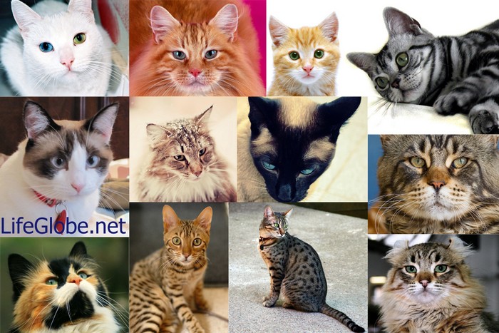 Самые красивые кошки в мире. Обсуждение на LiveInternet - Российский Сервис  Онлайн-Дневников