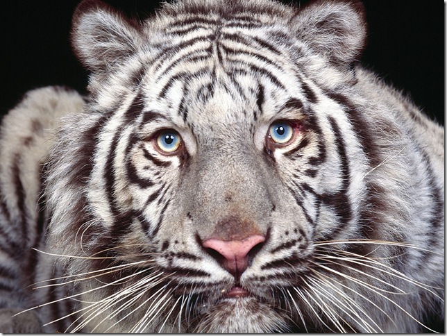 Белый Тигр Книга