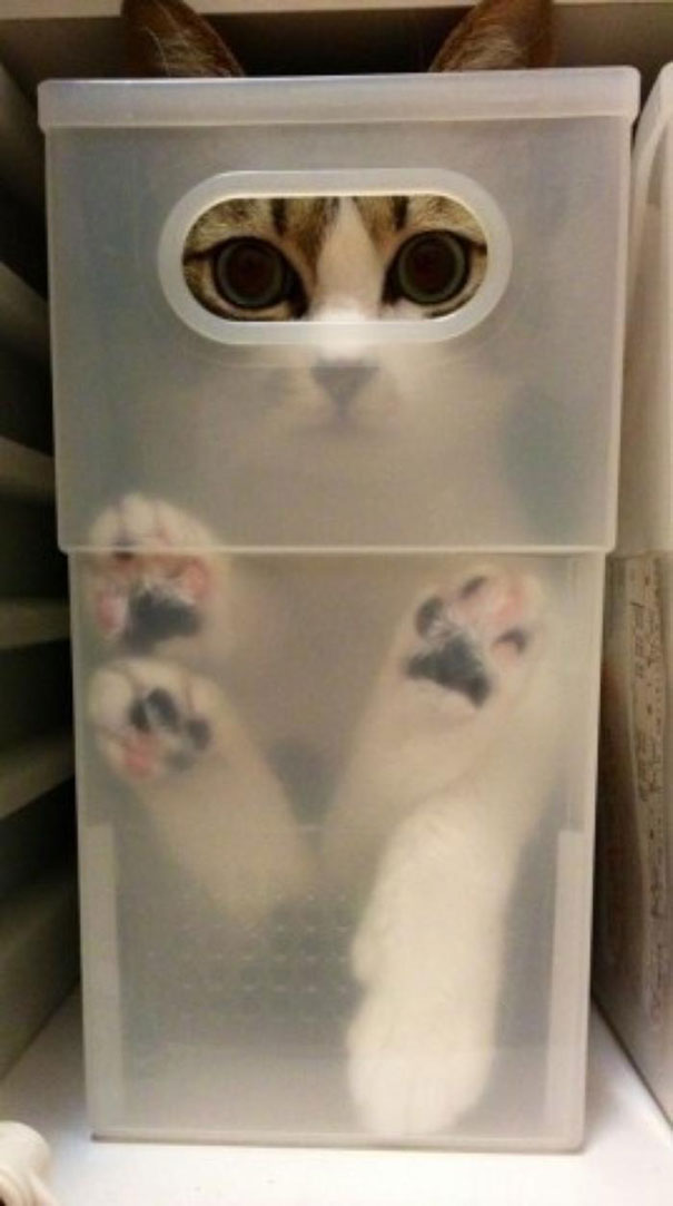 Фотоподборка—смешные коты в коробках