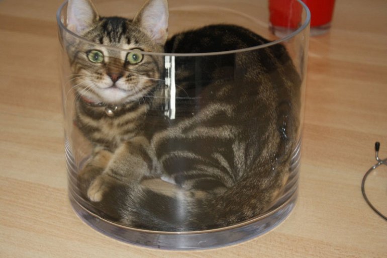 Фотоподборка—смешные коты в коробках