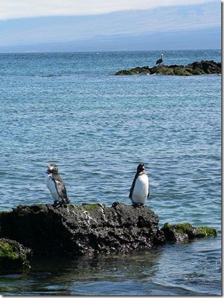 пингвины галапагоса