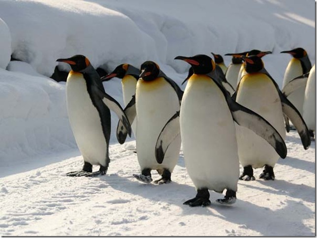виды пингвинов