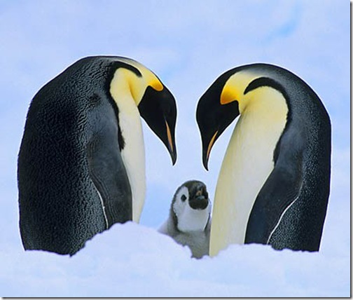Emperor Penguins (Aptenodytes forsteri) Antarctica