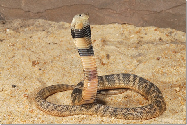 Central Asian cobra