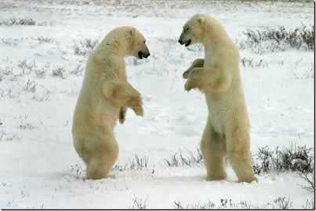 Two_polar_bears_sparring