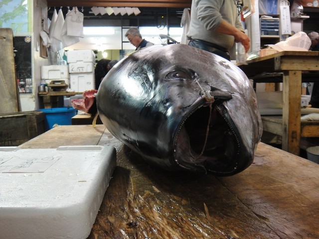 большой тунец
