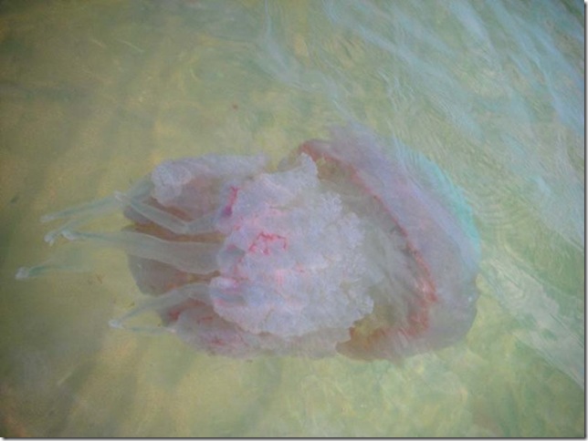 пресноводная медуза