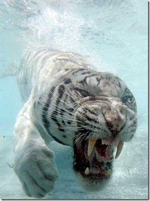 White Tiger Underwater 006
