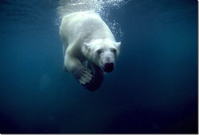 underwater-polar-bear_2925
