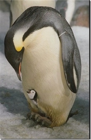 baby-penguinn