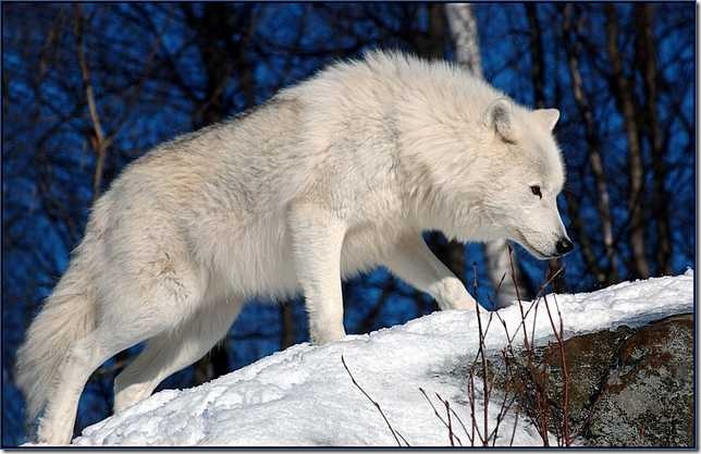 Snow-White-Arctic-wolf-4