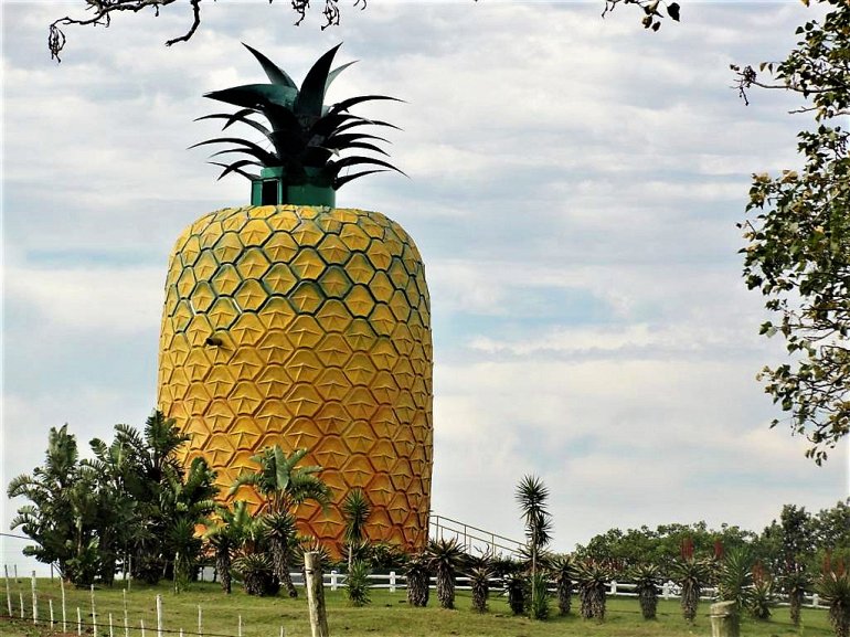 большой ананас
