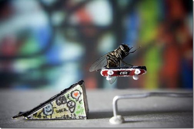 adventures of Mr.Fly