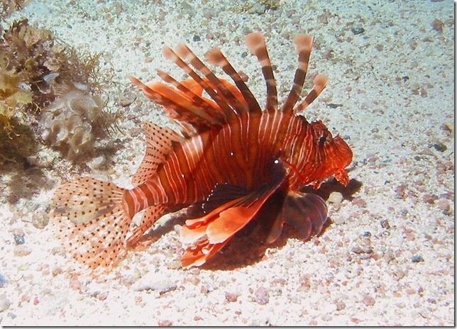 JuvenileLionfish