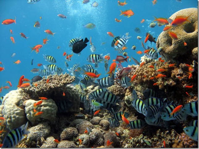 underwater-coral-reef