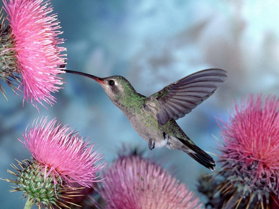 Фото Ширококлювый колибри
