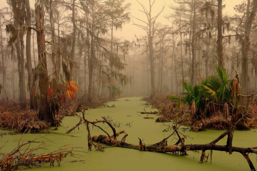 Фото Болота Манчак в Луизиане