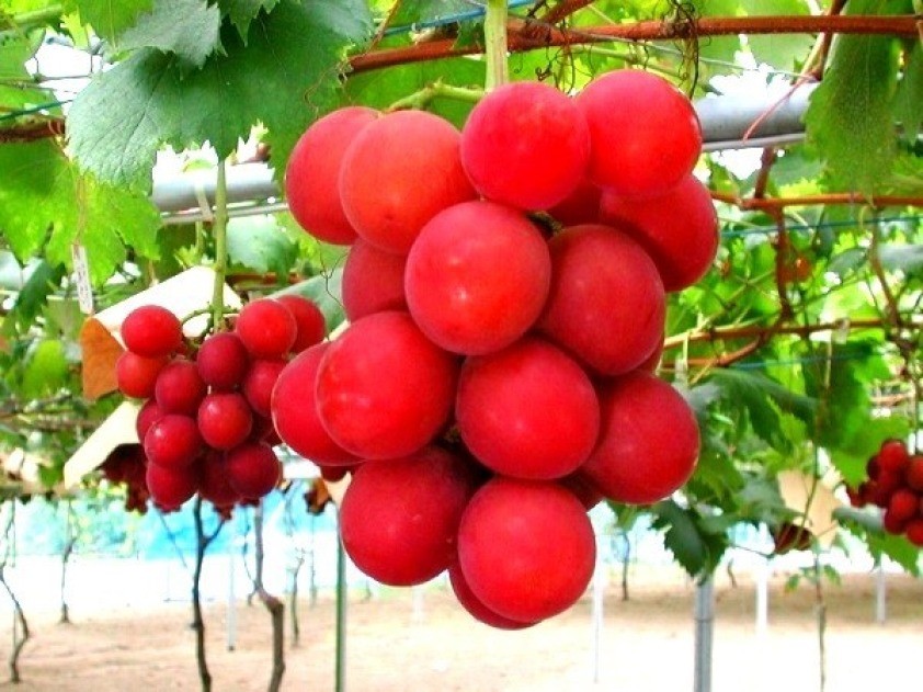 Фото Виноград Римский Рубин - $4000 за гроздь