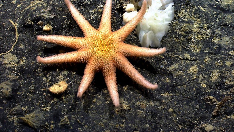 Интересные факты о морских звездах. Звездообразная форма