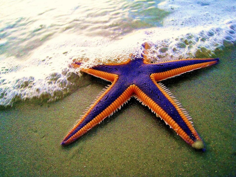 Фото Присоски морской звезды