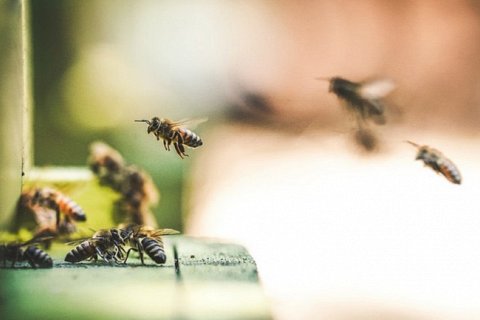 6 интересных фактов о поведении пчел